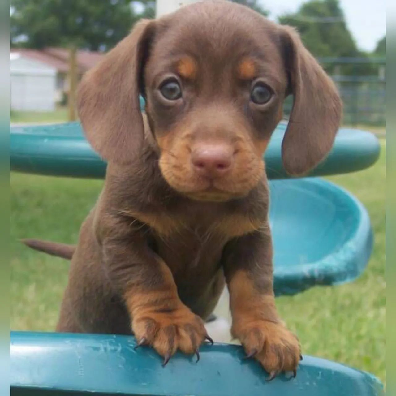 Dachshund Teckel salsichinha  - Foto 2