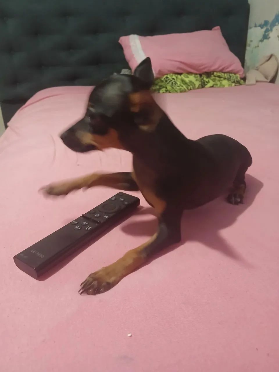 Cachorro  - Foto 2