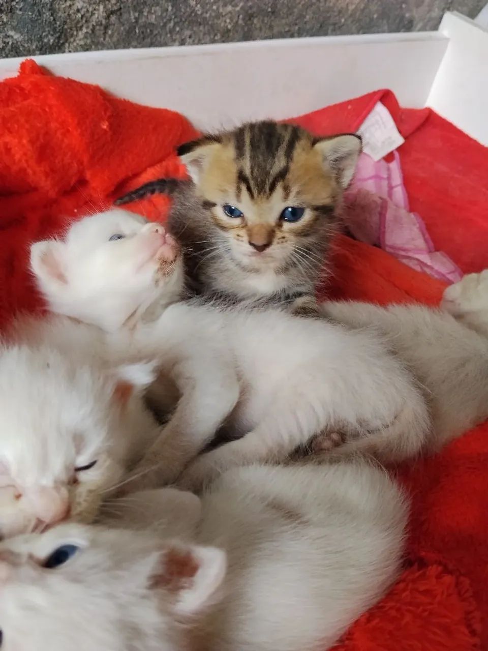 Gatinhos para doação 