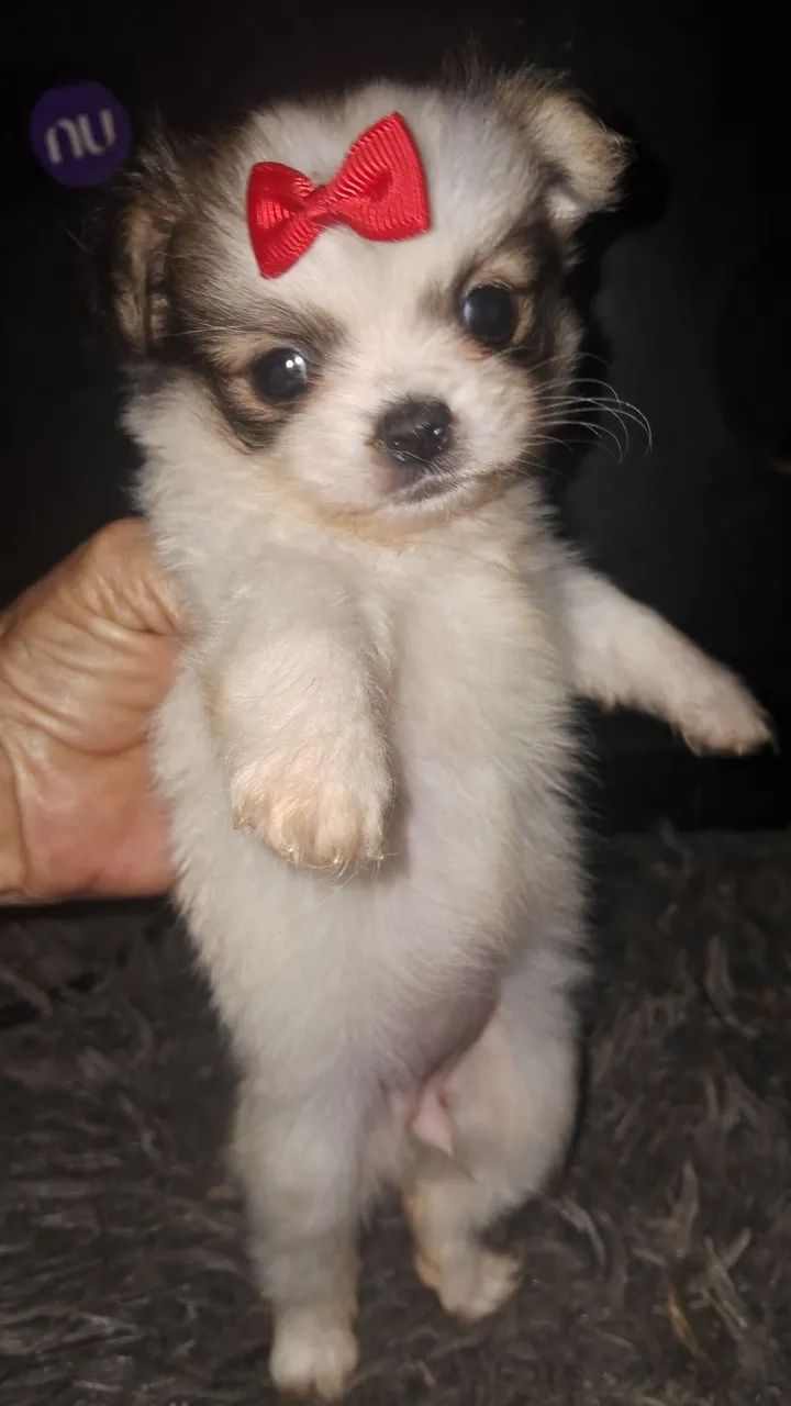 Menininha mini  - Foto 3