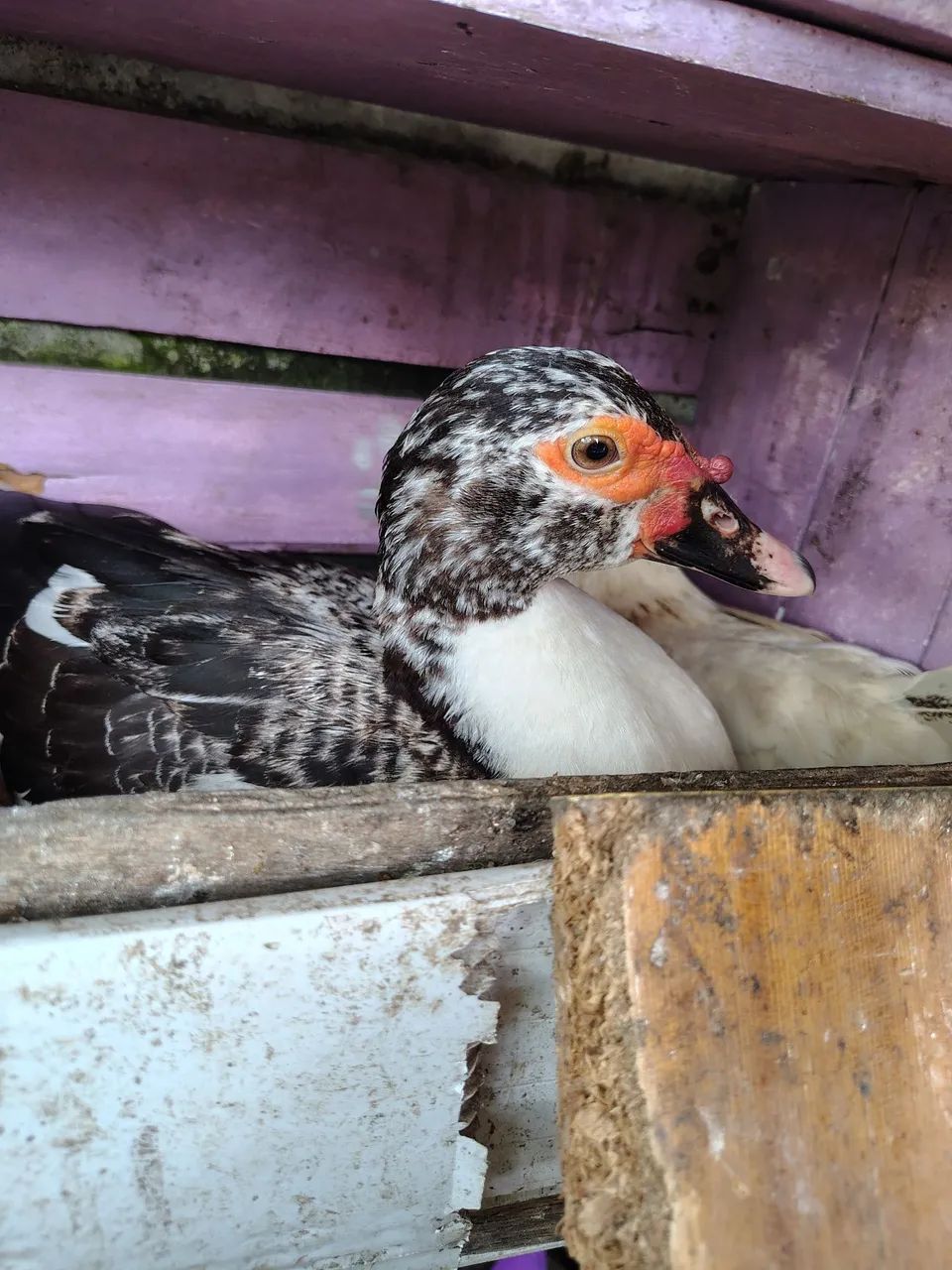 Vendo patas e pato - Foto 2