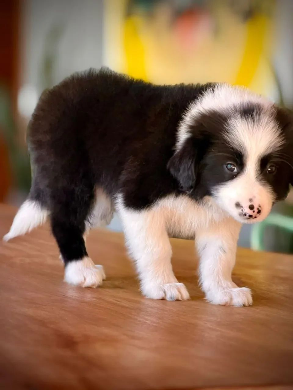 Border collie para Macaé  - Foto 5