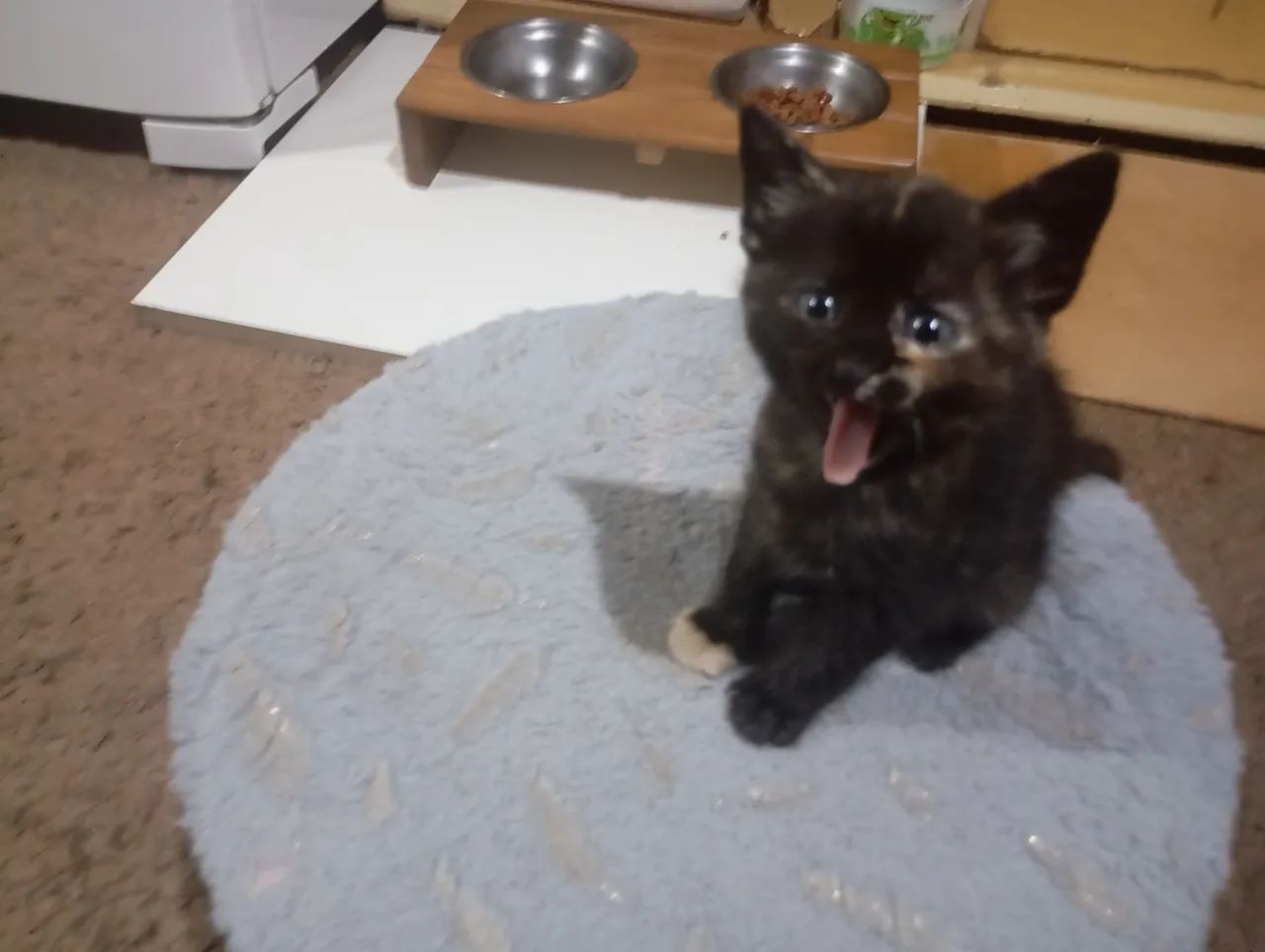 Duas GATINHAS para doação 