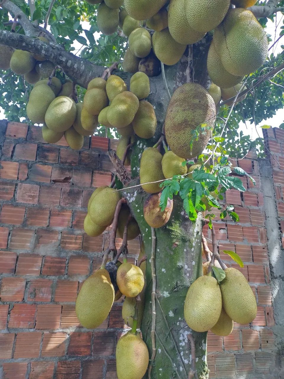 Jaca mole mel - Foto 3