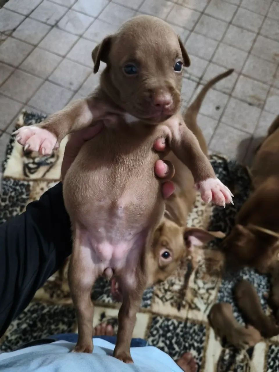 Filhotes de Pitbull  - Foto 5