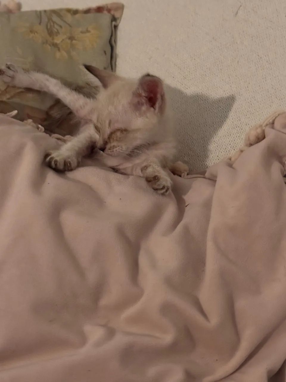 Gatinho 