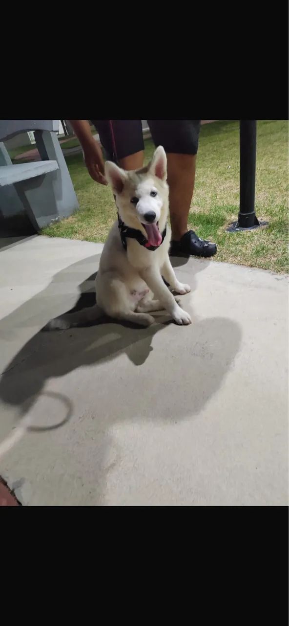 Doação de cachorro 4 meses 