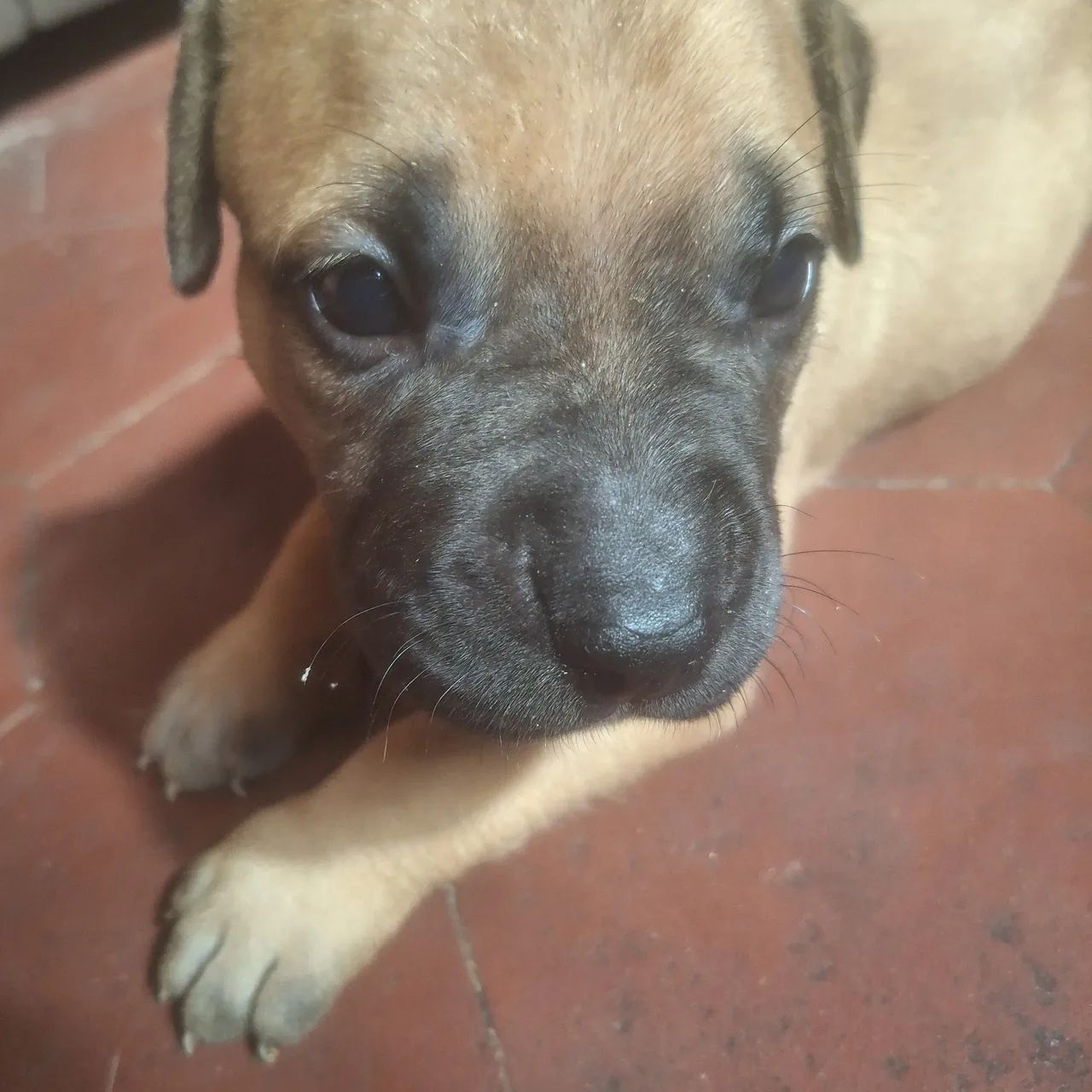 Filhotes pitbull  - Foto 2