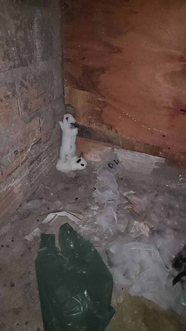 Coelhos mini - Foto 6