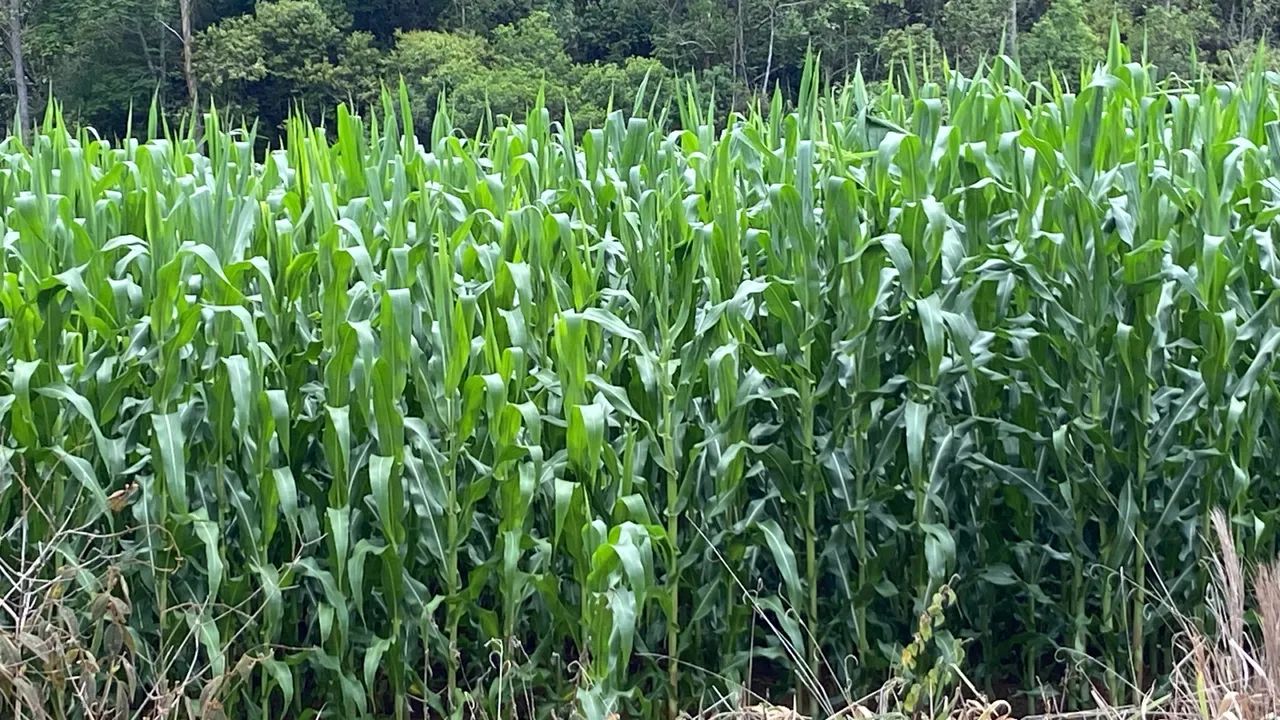 Vaga trabalhador rural (casal) - Foto 2