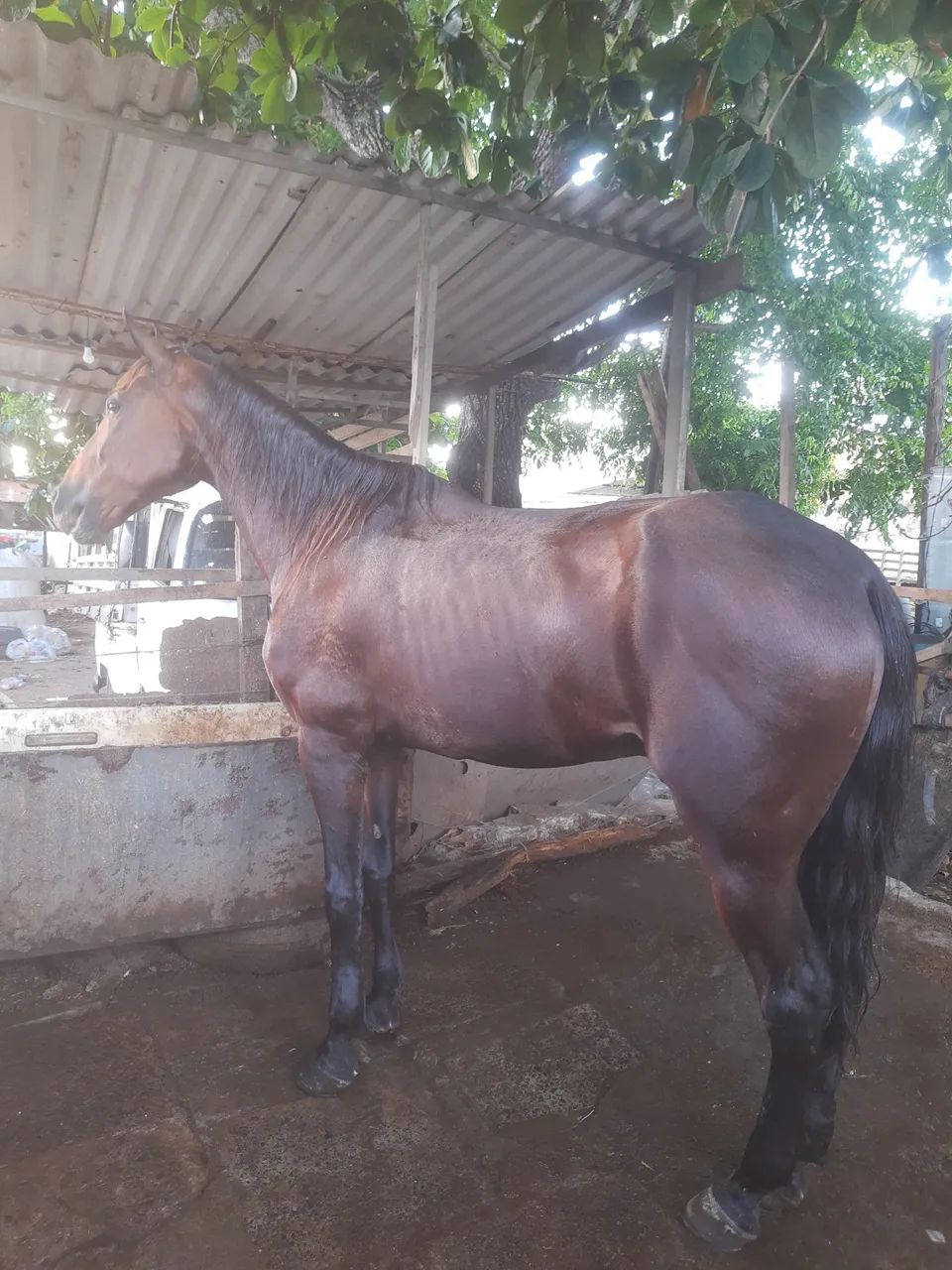 vendo o negão da paixão  - Foto 5
