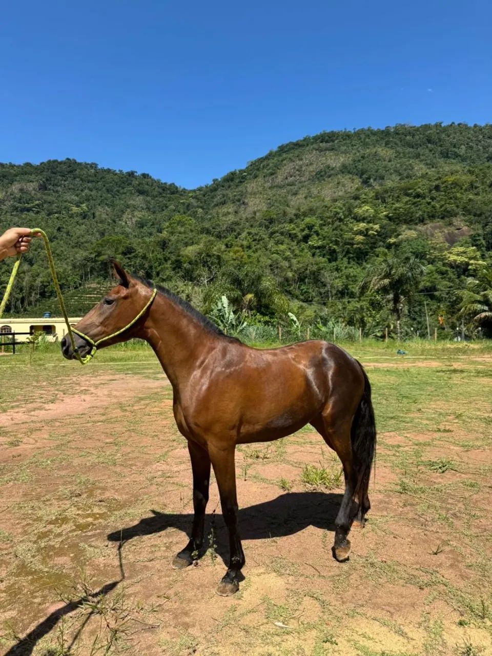 Potra egua genuíno de picado  - Foto 4