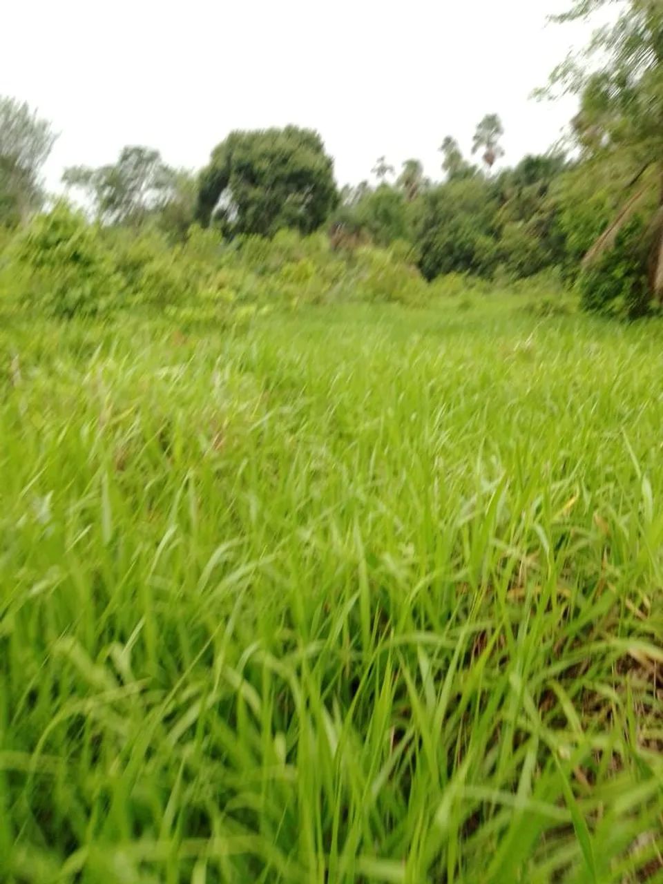 Fazenda 14 alqueires  - Foto 7