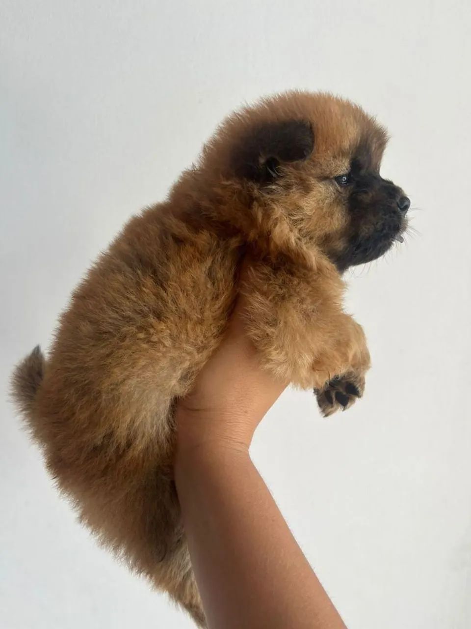 Vendo Chow chow  - Foto 3