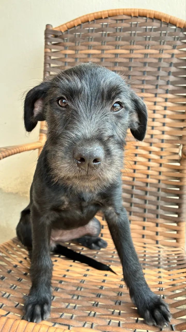 Doação de filhotes de cachorro  - Foto 4