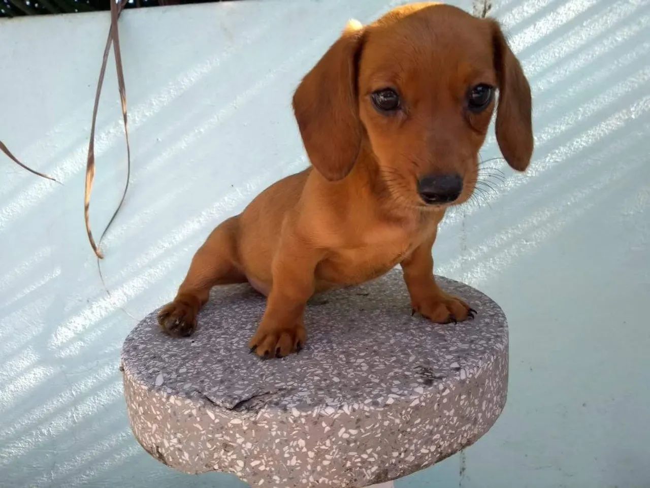 Basset teckel  - Foto 5