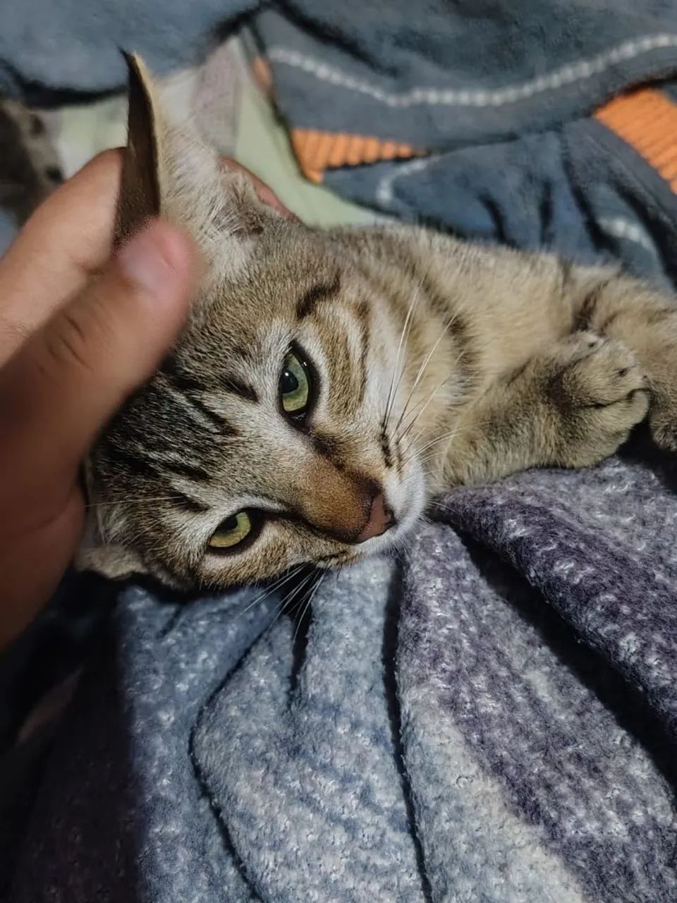 Adoção responsável  - Foto 4