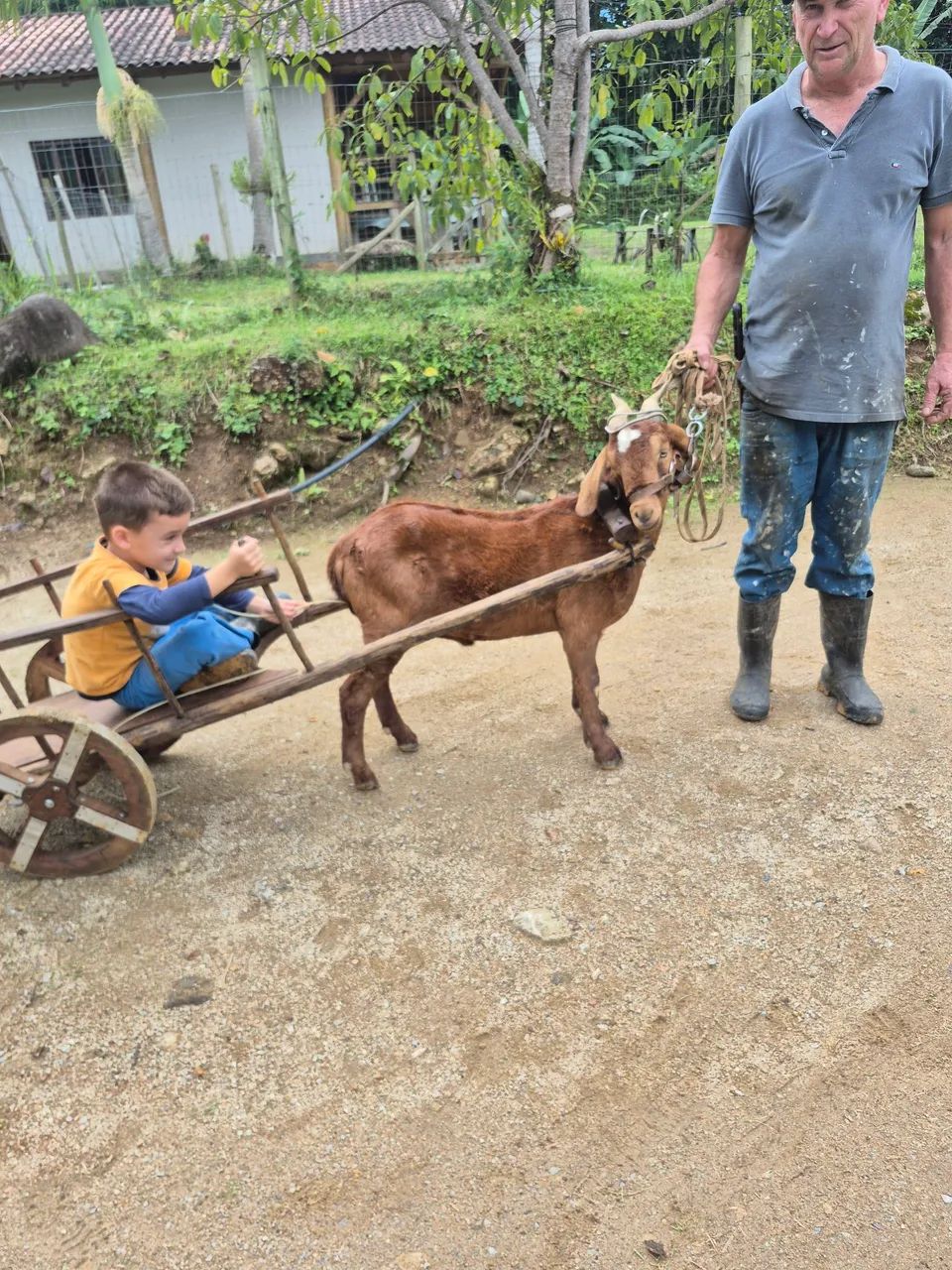 Vendo Cabrito com o carrinho - Foto 5