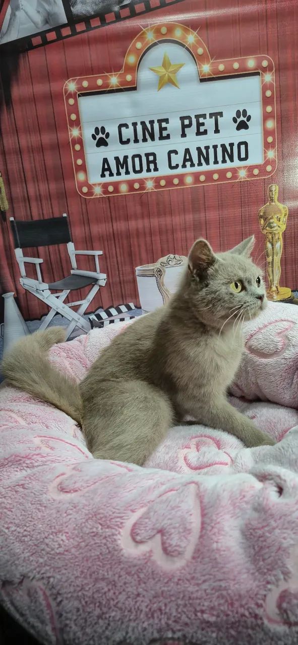 British shorthair Lilac - Foto 4