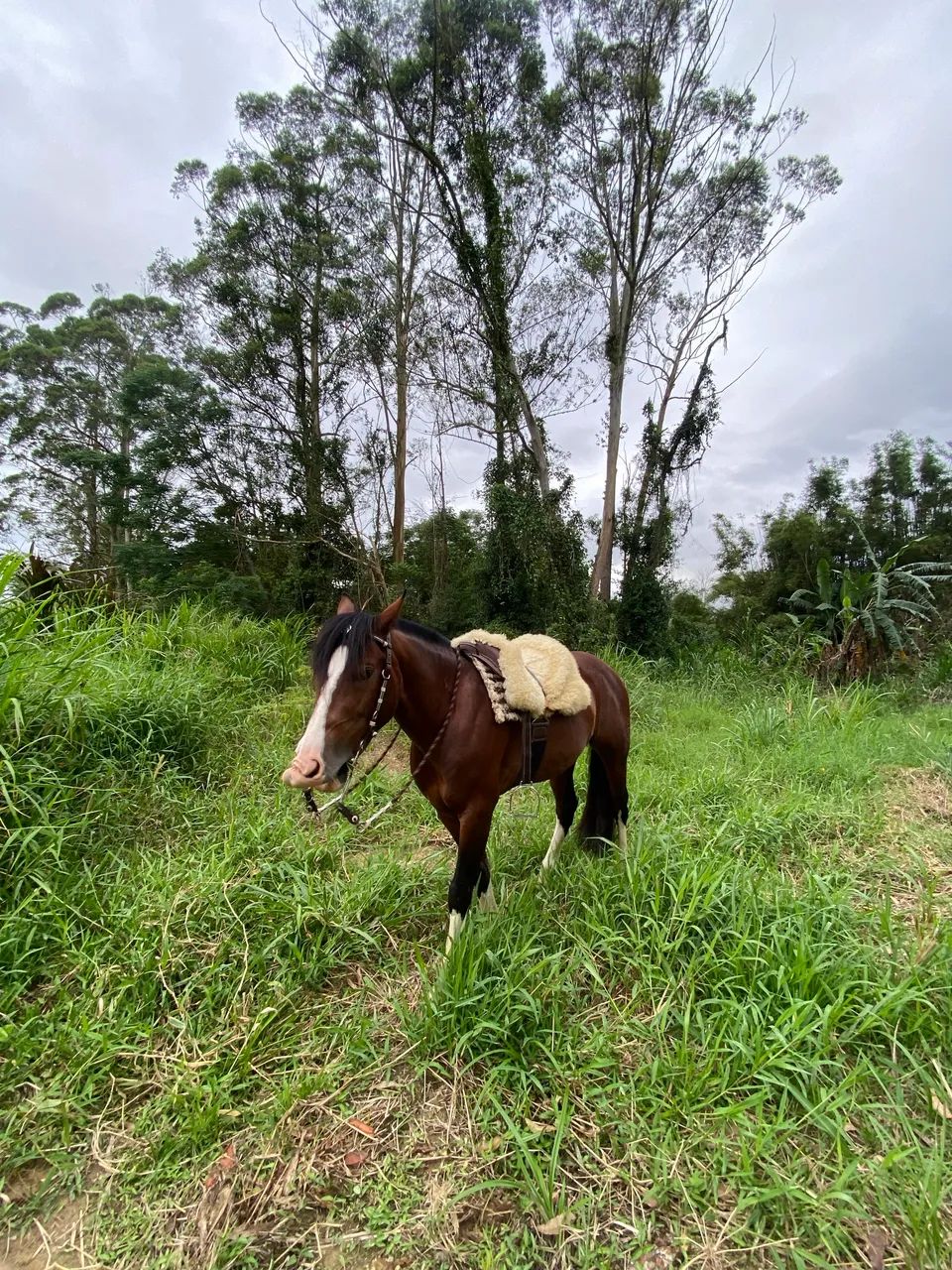 Vendo cavalo crioulo confirmado - Foto 2