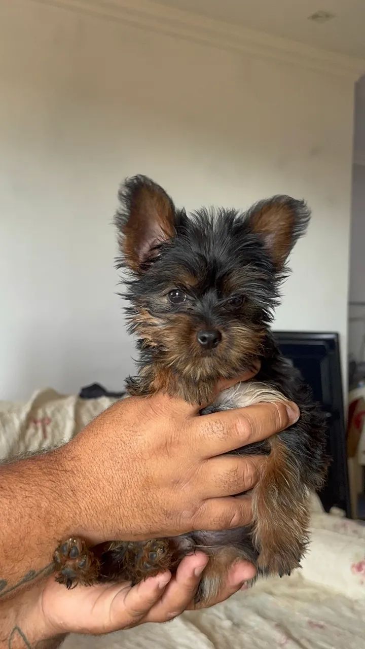 YORKSHIRE MACHO | 3 MESES  - Foto 4