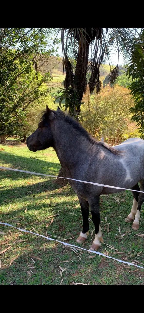 Pônei ( Mini horse) - Foto 3