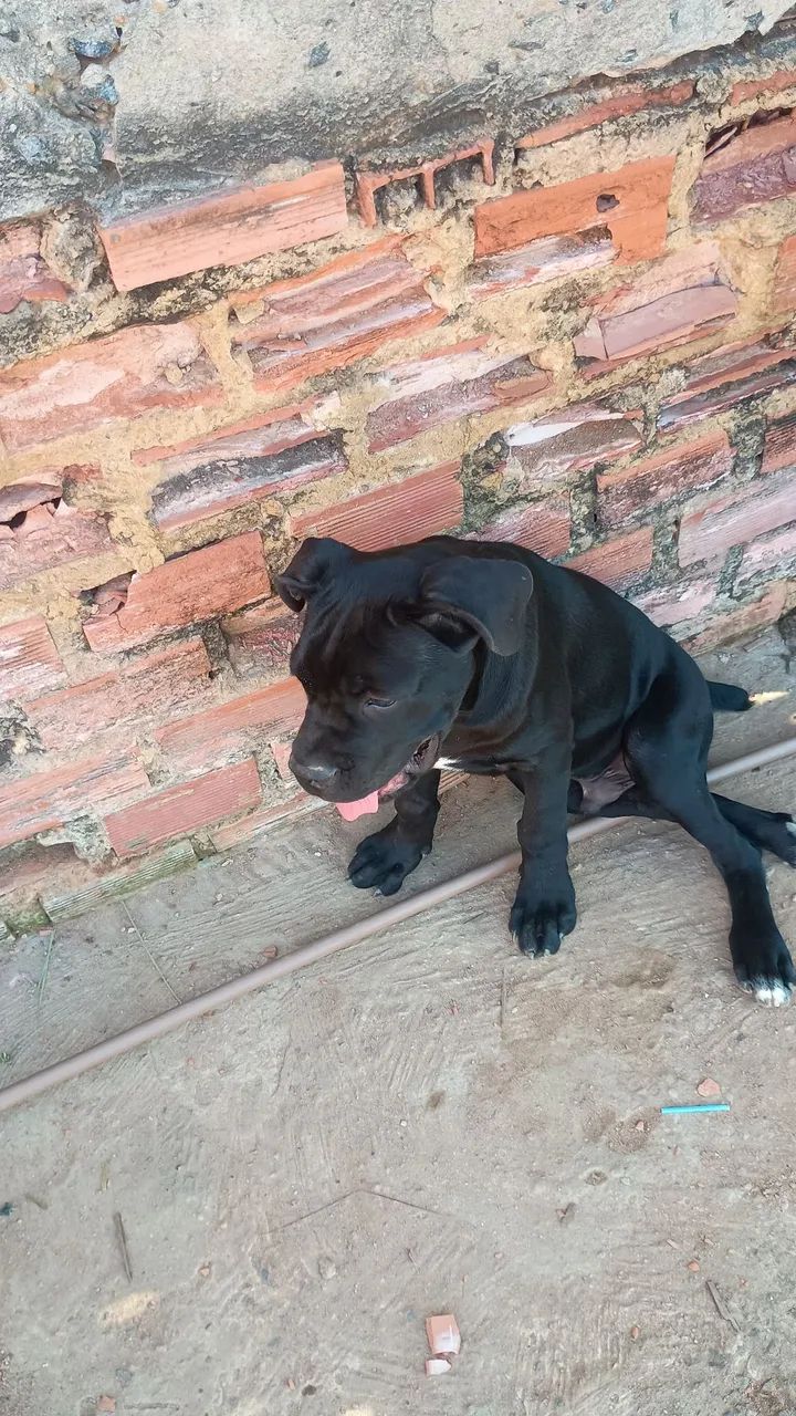 Cane corso macho  - Foto 2