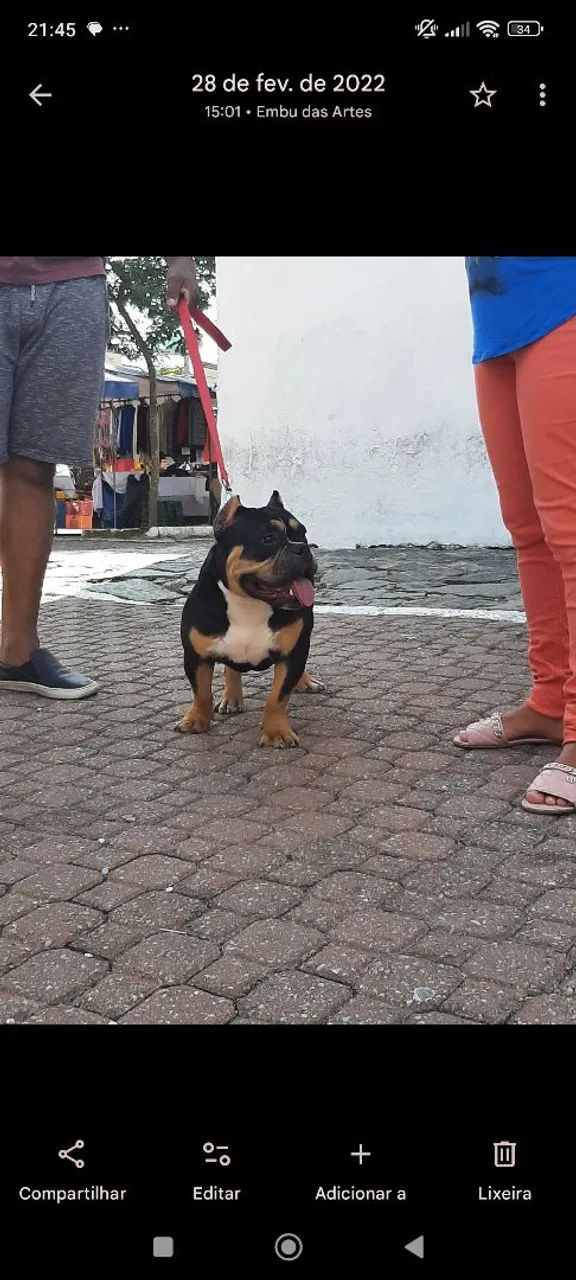 American Bully  - Foto 2