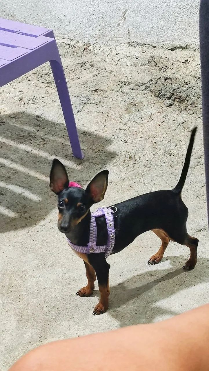 Pinscher  - Foto 4