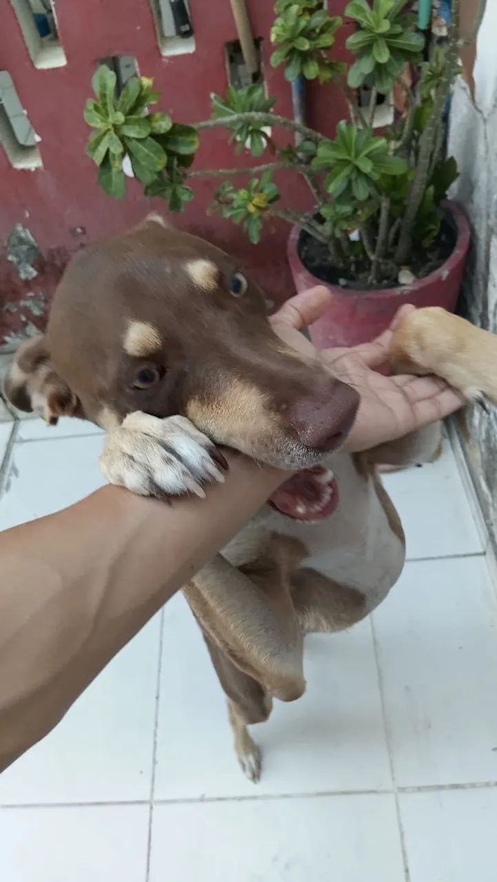 Cachorro  - Foto 3