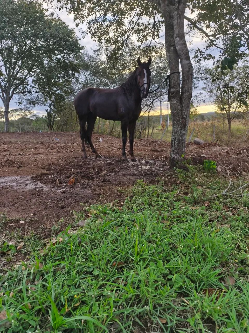Cavalo marcha picada  - Foto 6
