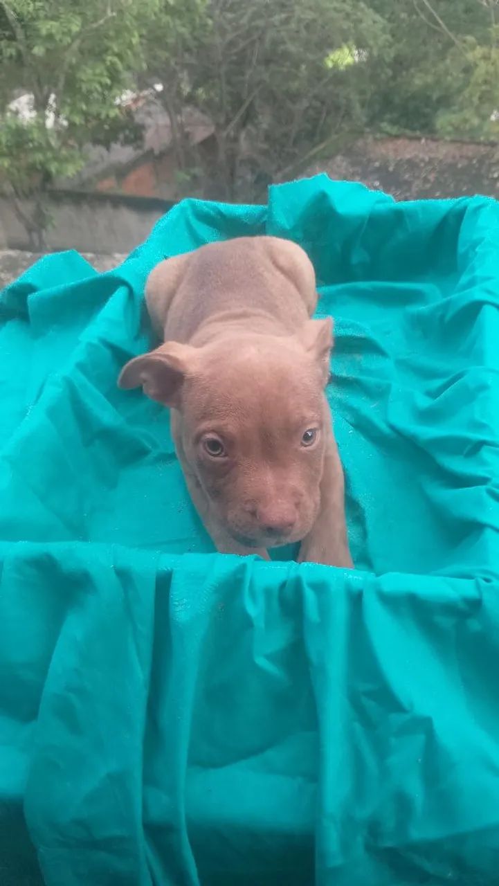 American bully