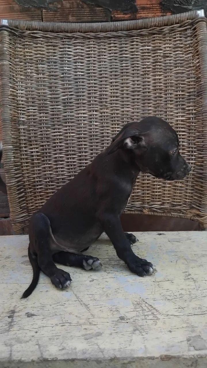 Vendo Pit bull - Foto 5