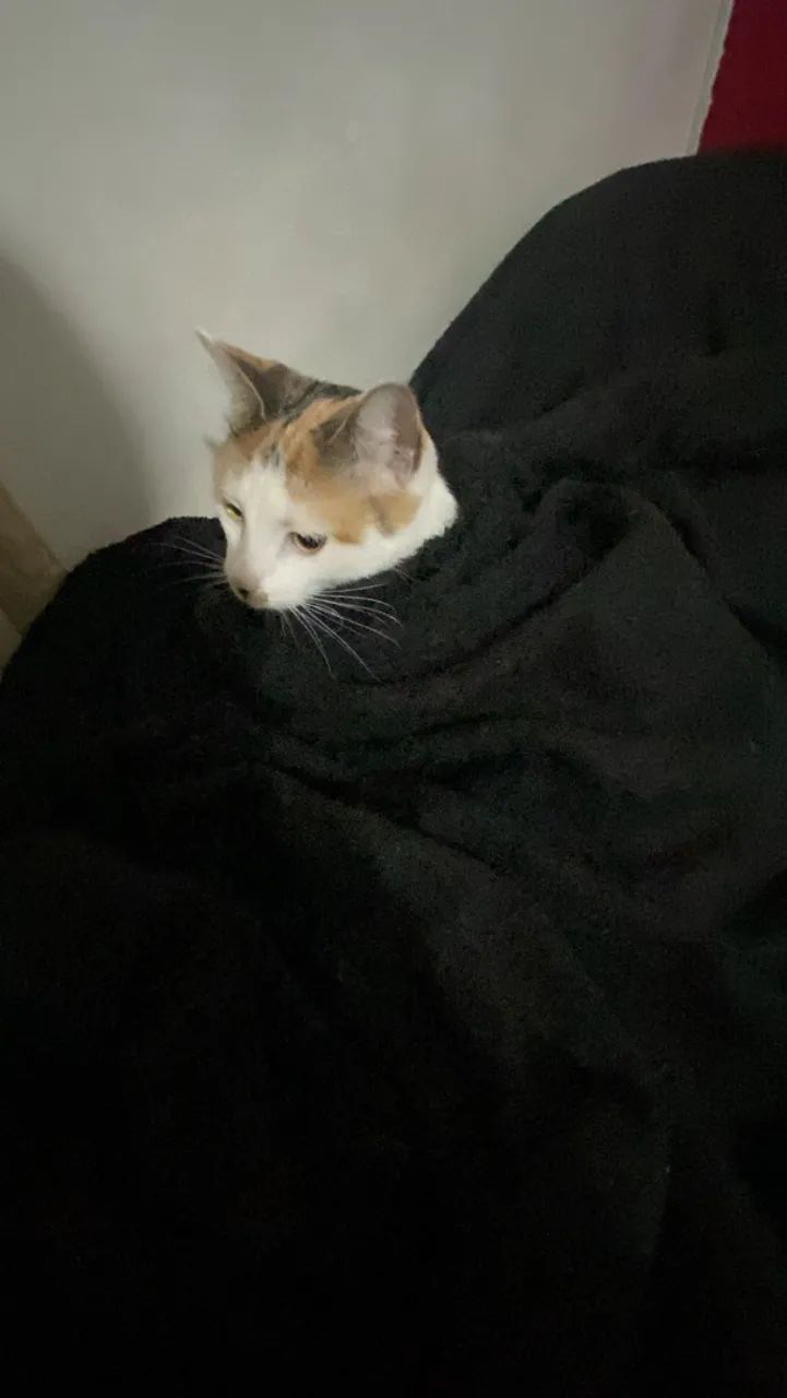 Doação de gata - Foto 4