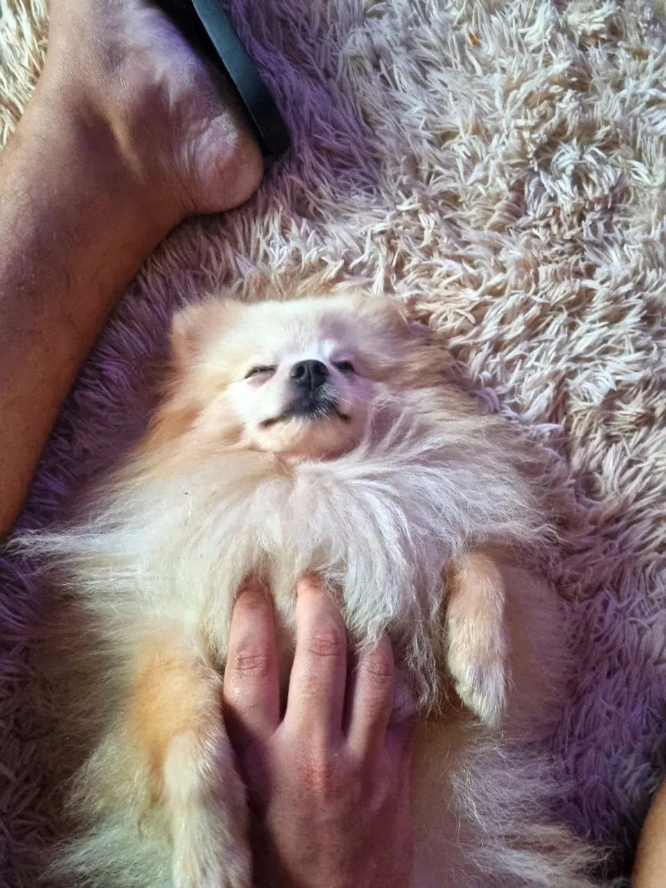 Spitz Alemão - Foto 3
