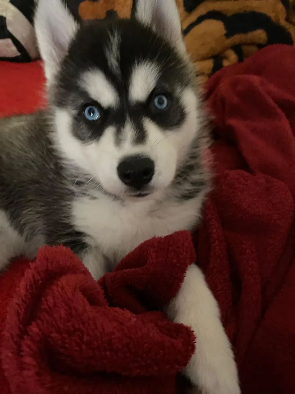 Husky  - Foto 3