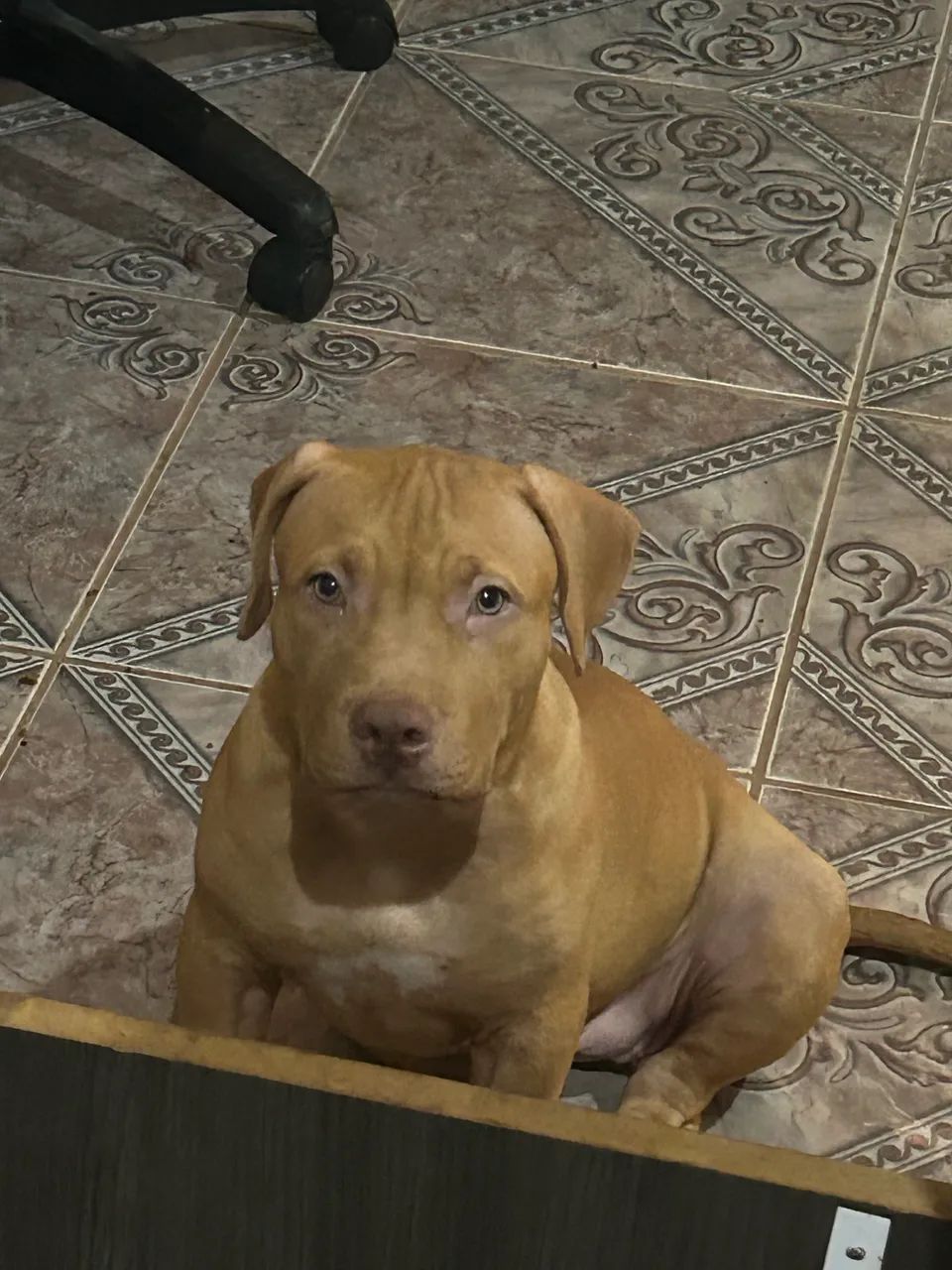 Vendo pitmonster fêmea. - Foto 2