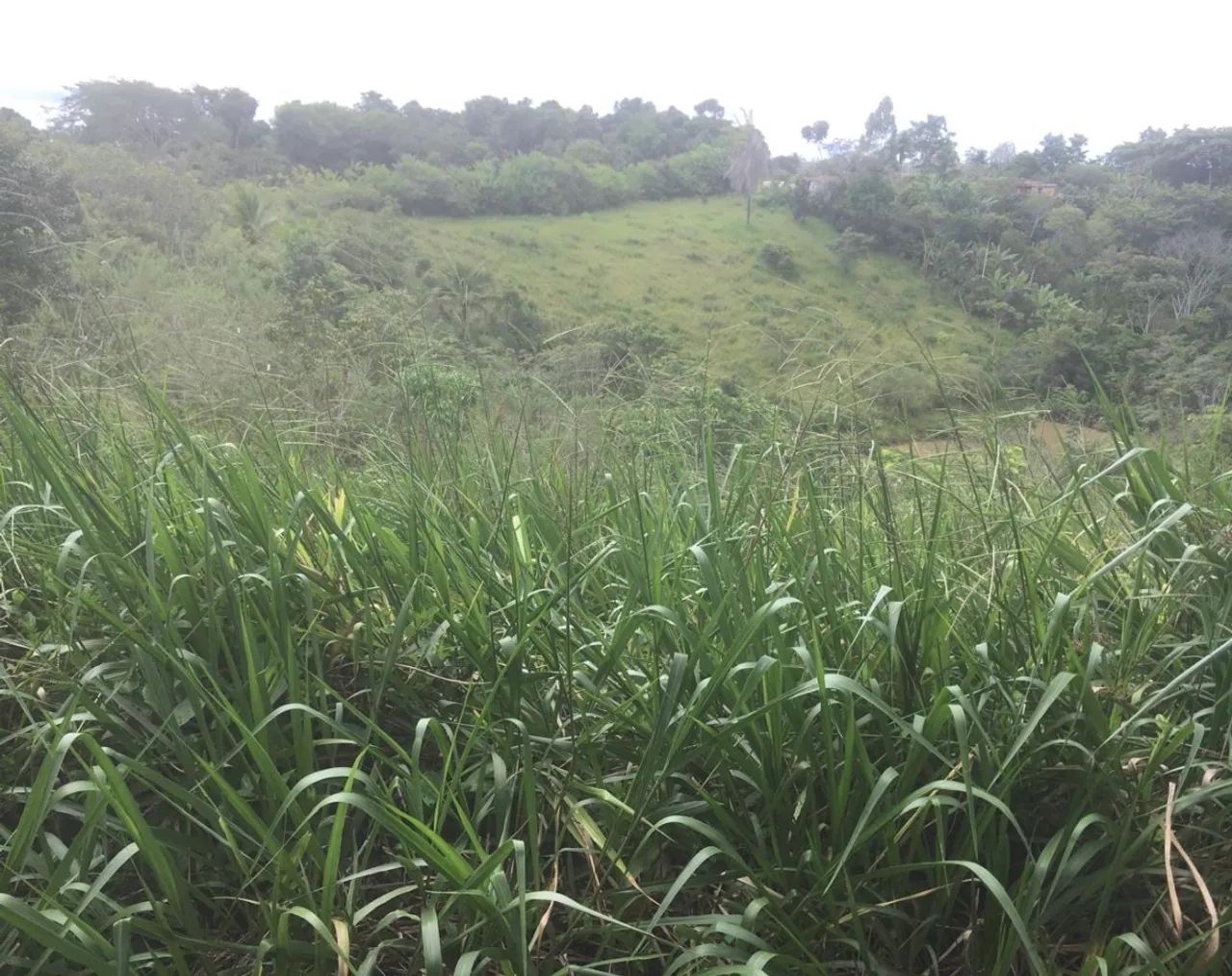 Sítio a venda em Valença-Ba.  - Foto 2