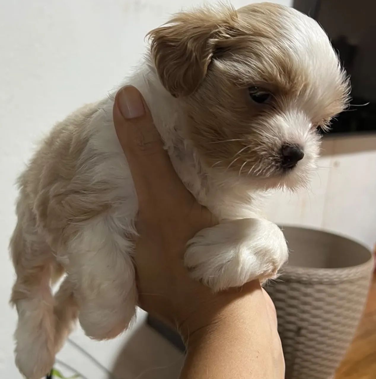 Lhasa apso fêmea  - Foto 2