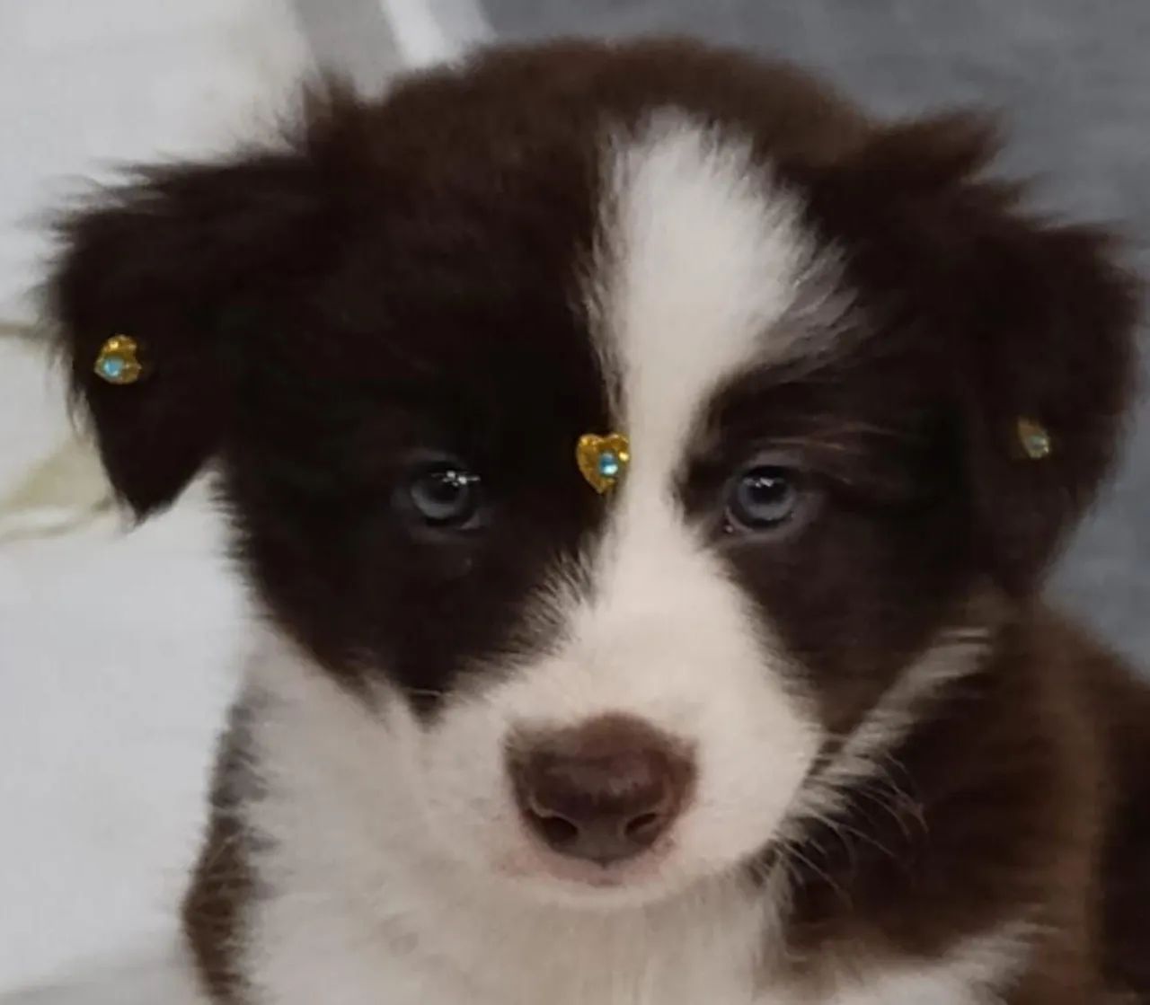 Filhote border collie, Amor peludo esperando por você!