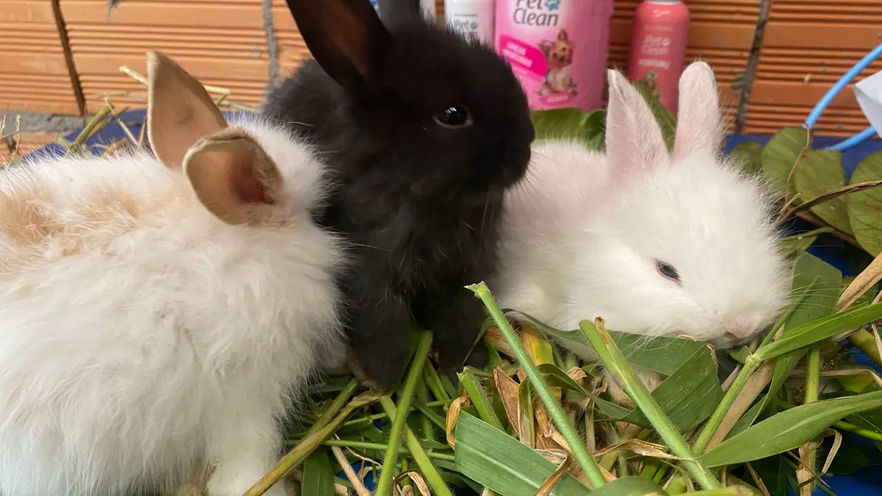 Filhotes de coelhos disponível - Foto 5