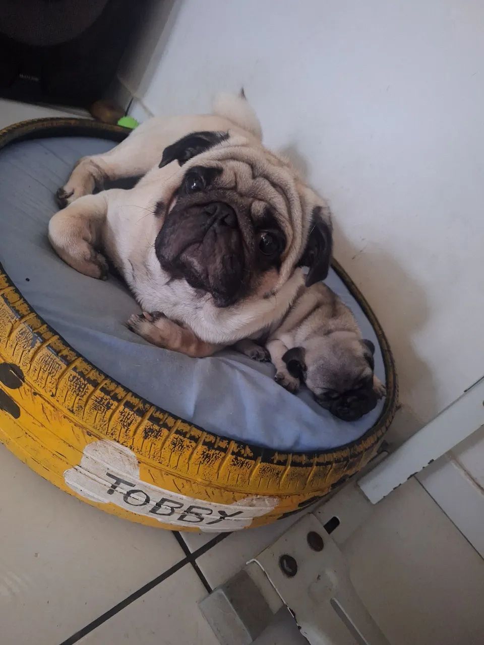 Filhote de pug - Foto 4