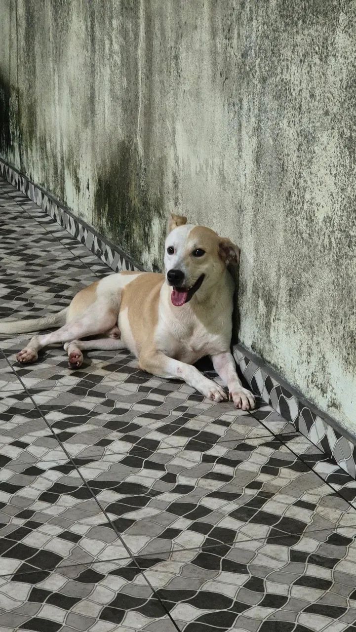 ADOÇÃO URGENTE  - Foto 2