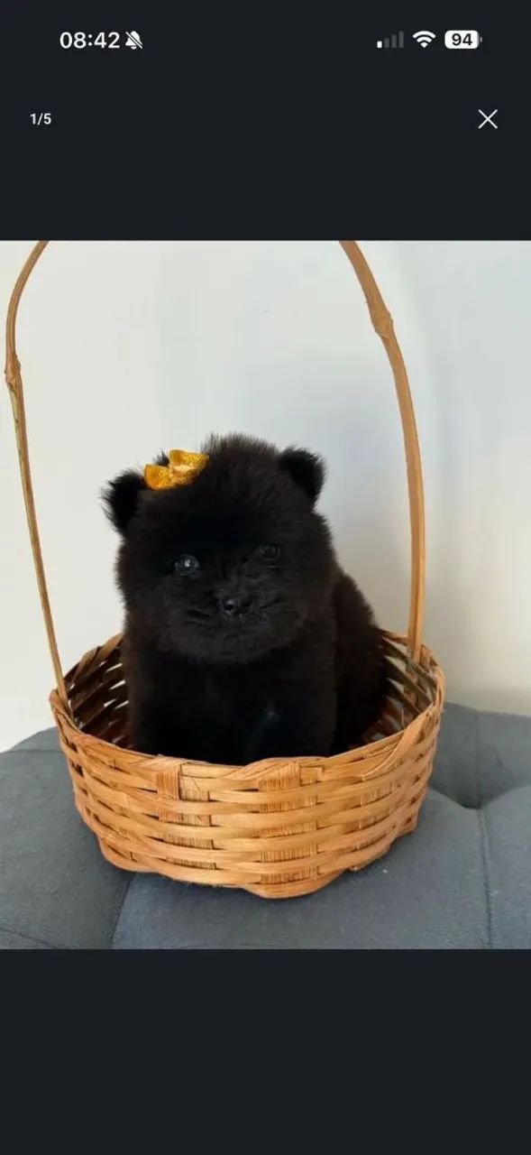 Chow Chow  - Foto 3