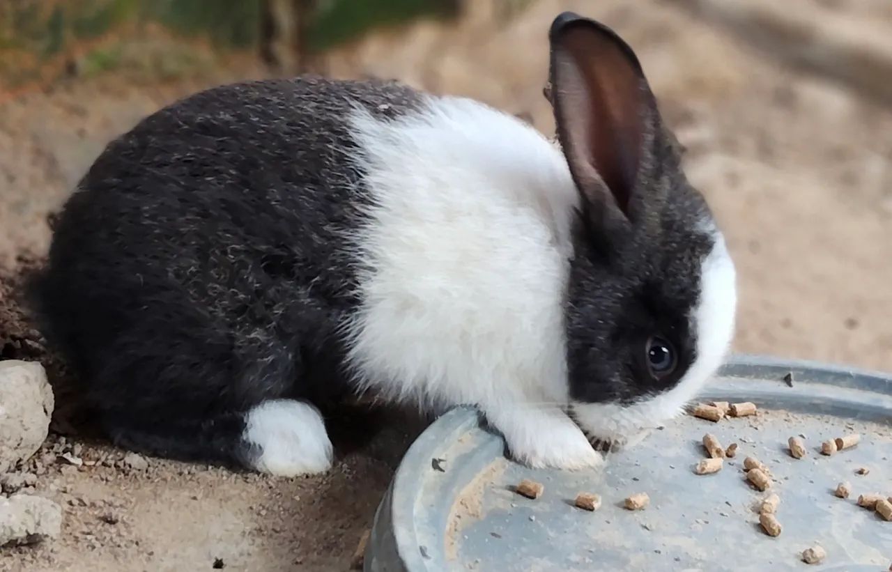 Coelhinho filhote  - Foto 2