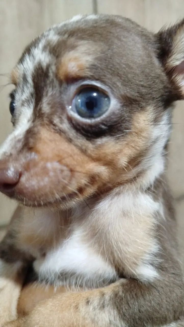 Pinscher chocomerle - Foto 2
