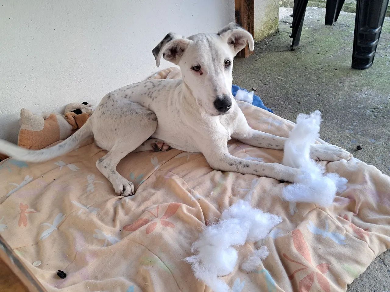 Cão encontrado - Foto 4