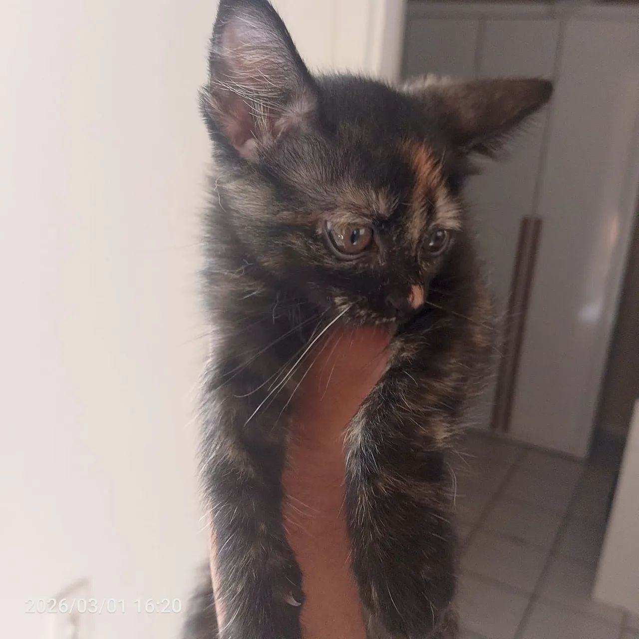 Doa se gatos - Foto 2