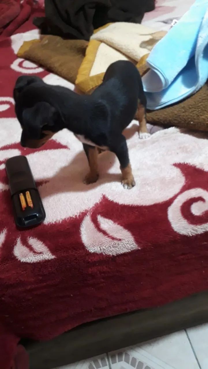 Vendo cachorro pinscher 1