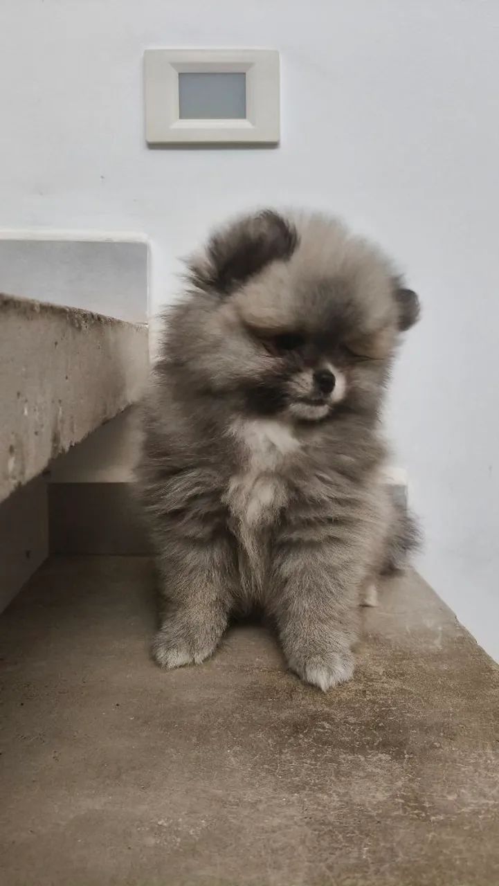 Spitz alemão  - Foto 4
